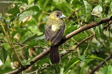 weibliche Gelbrückentangare (Ramphocelus icteronotus) im Bellavista Cloud Forest Reserve, Ecuador