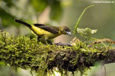 weibliche Gelbrückentangare (Ramphocelus icteronotus) im Bellavista Cloud Forest Reserve, Ecuador