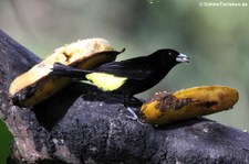 männliche Gelbrückentangare (Ramphocelus icteronotus) im Bellavista Cloud Forest Reserve, Ecuador