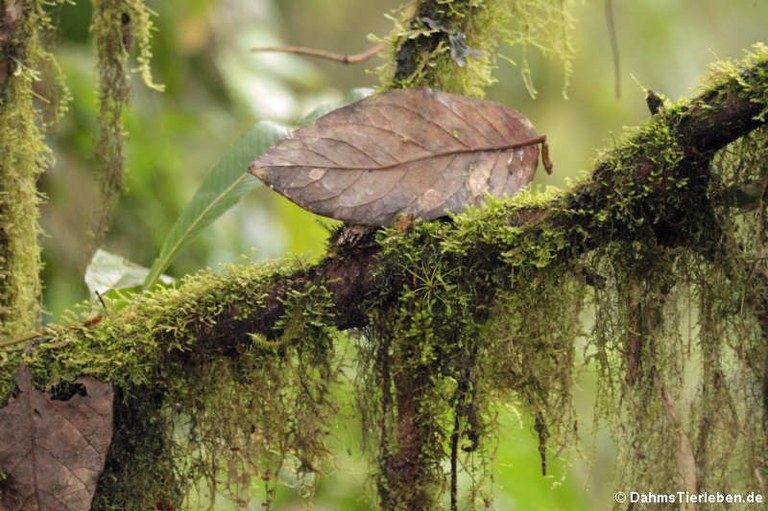 Bellavista Cloud Forest Reserve