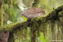 Bellavista Cloud Forest Reserve