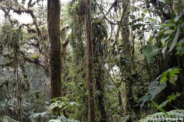 Bellavista Cloud Forest Reserve