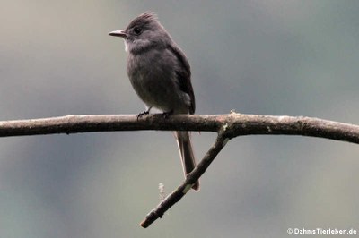 eventuell Schwarzkopf-Phoebetyrann (Sayornis nigricans)