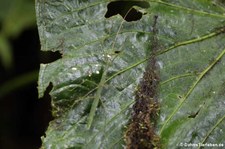 Unbekannte Stabschrecke im Bellavista Cloud Forest Reserve, Ecuador