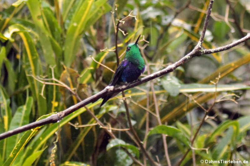 Thalurania colombica-2