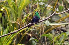 Bellavista Cloud Forest Reserve, Ecuador