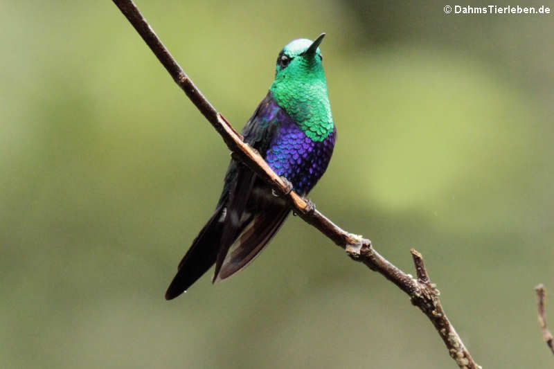 Violettkronennymphe (Thalurania colombica)