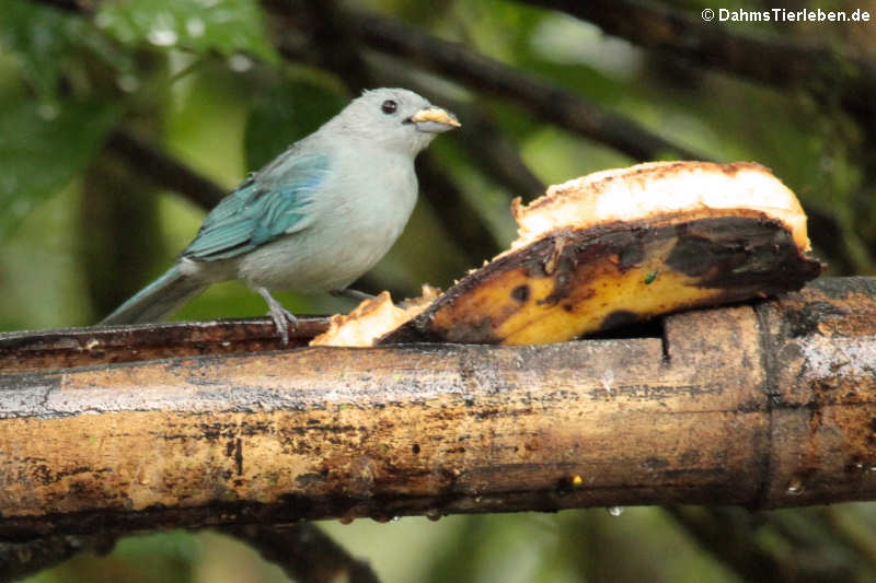 Bischofstangare Thraupis episcopus quaesita-1