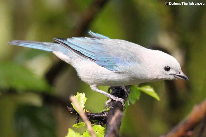 Bischofstangare Thraupis episcopus quaesita-2