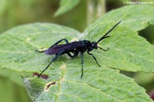 Käfer der Gattung Heterogomphus im Bellavista Cloud Forest Reserve, Ecuador