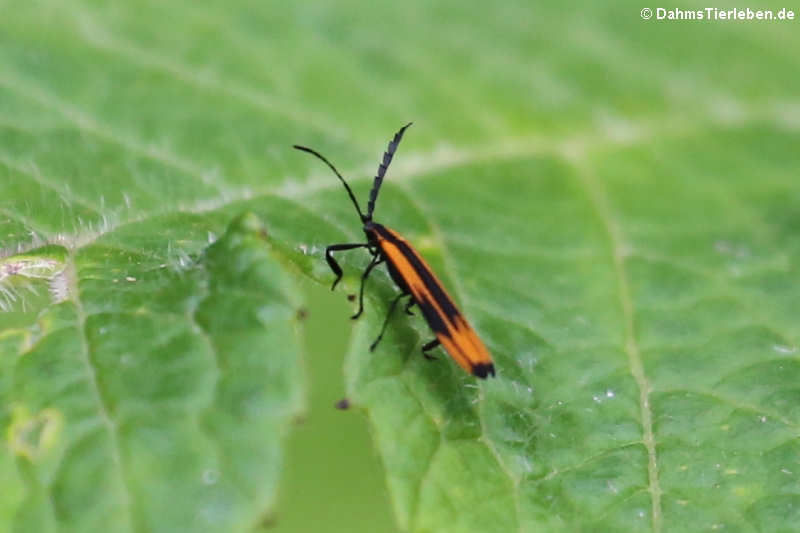 Ein unbekannter KA$?fer aus dem Bellavista Cloud Forest Reserve, Ecuador, mAPglicherweise aus der Gattung Sceloenopla