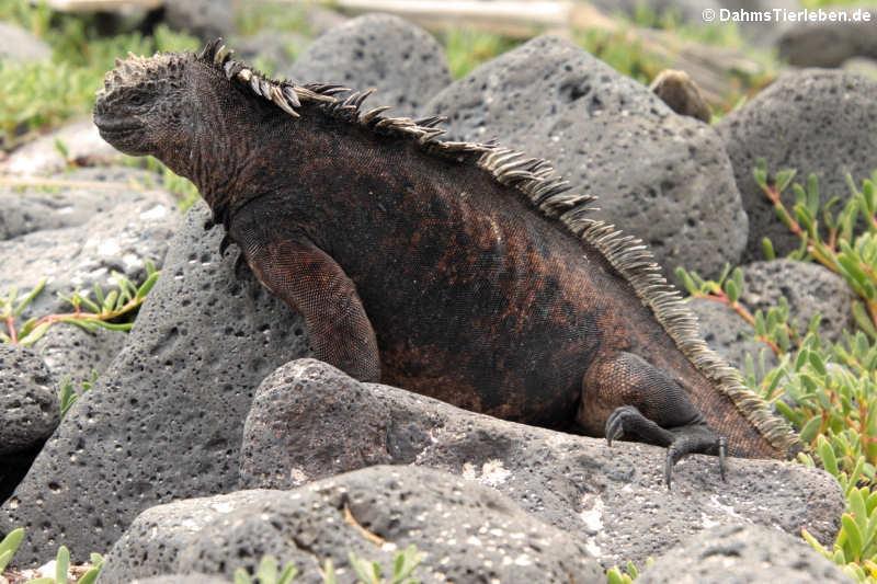 Santa-Cruz-Meerechse Amblyrhynchus cristatus hassi-4
