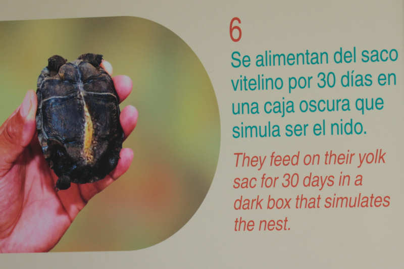 Eine dunkle Box simuliert das Nest für die ersten 30 Tage. In dieser Zeit ernähren sie sich vom Dottersack