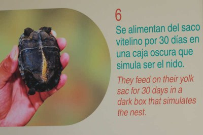 Eine dunkle Box simuliert das Nest für die ersten 30 Tage. In dieser Zeit ernähren sie sich vom Dottersack