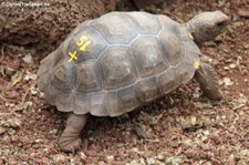 Nachzucht der Santiago-Riesenschildkröte (Chelonoidis niger darwini) in der Charles-Darwin-Forschungsstation auf der Galápagos-Insel Santa Cruz, Ecuador