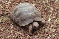 Nachzucht der Santiago-Riesenschildkröte (Chelonoidis niger darwini) in der Charles-Darwin-Forschungsstation auf der Galápagos-Insel Santa Cruz, Ecuador