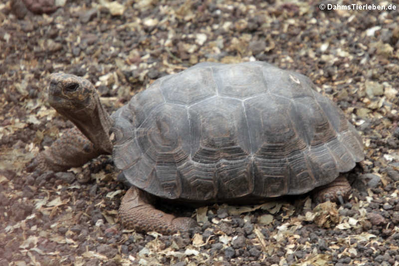 Pinzón-Riesenschildkröte (Chelonoidis niger duncanensis)