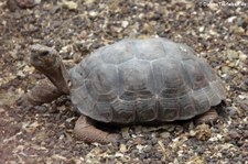 Nachzucht der Pinzón-Riesenschildkröte (Chelonoidis niger duncanensis) auf der Charles-Darwin-Forschungsstation in Puerto Ayora auf der Galápagos-Insel Santa Cruz