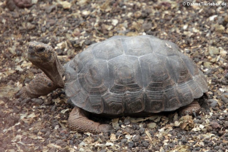 Chelonoidis niger duncanensis