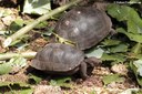 Chelonoidis niger duncanensis