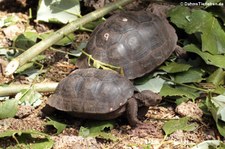 Nachzuchten der Pinzón-Riesenschildkröte (Chelonoidis niger duncanensis) in der Charles-Darwin-Forschungsstation auf der Galápagos-Insel Santa Cruz, Ecuador