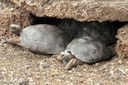 Chelonoidis niger duncanensis