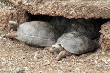 Nachzuchten der Pinzón-Riesenschildkröte (Chelonoidis niger duncanensis) auf der Charles-Darwin-Forschungsstation in Puerto Ayora auf der Galápagos-Insel Santa Cruz.