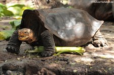 Española-Riesenschildkröte (Chelonoidis hoodensis) von der Charles-Darwin-Forschungsstation in Puerto Ayora auf der Galápagos-Insel Santa Cruz.