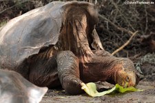Española-Riesenschildkröte (Chelonoidis niger hoodensis) in der Charles-Darwin-Forschungsstation auf der Galápagos-Insel Santa Cruz, Ecuador