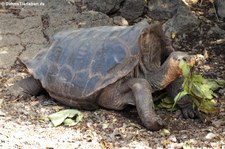 Española-Riesenschildkröte (Chelonoidis niger hoodensis) in der Charles-Darwin-Forschungsstation auf der Galápagos-Insel Santa Cruz, Ecuador