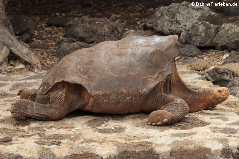 Española-Riesenschildkröte-1