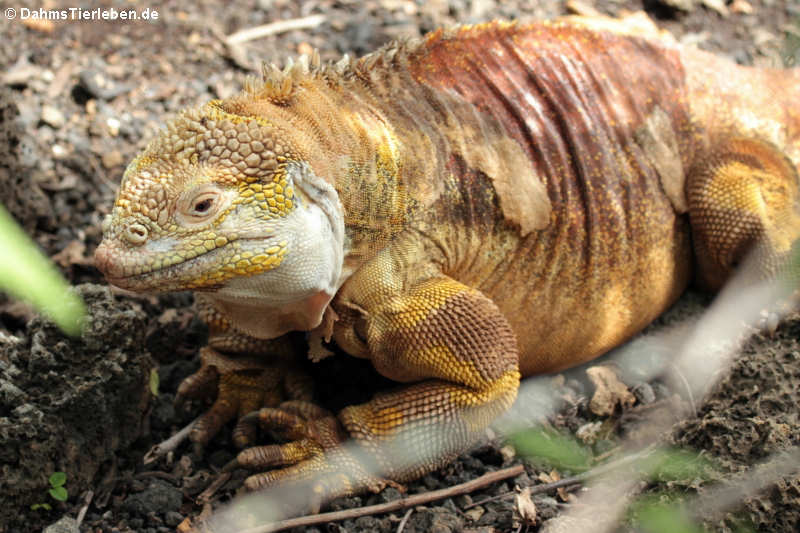 Drusenkopf Conolophus subcristatus-6