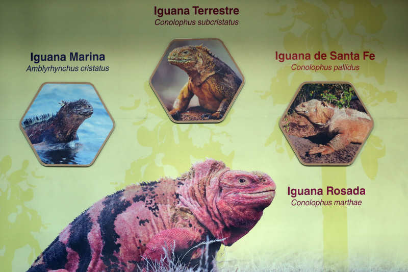 Die Leguane auf Galápagos