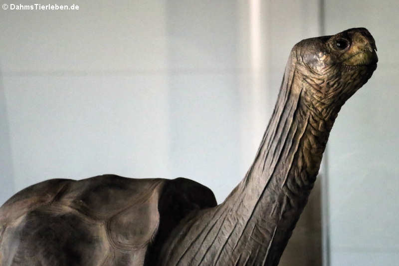 Lonesome George-1