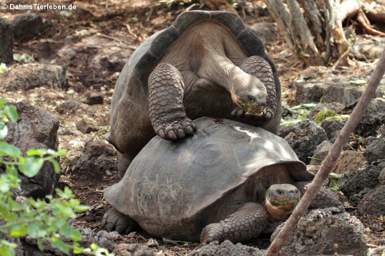 Paarung der Galápagos-Riesenschildkröten
