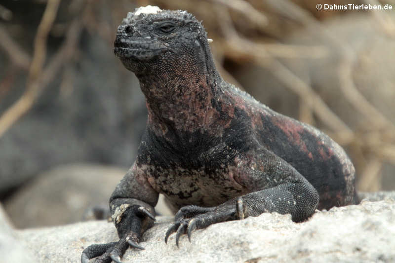 Española Meerechse Amblyrhynchus cristatus venustissimus-1