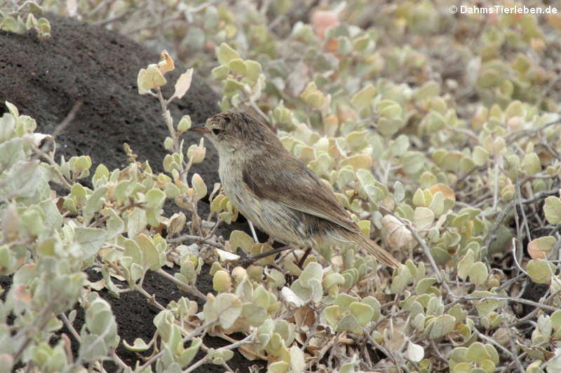 Certhidea fusca cinerascens