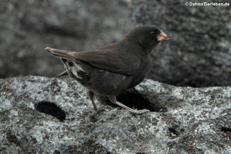 Geospiza conirostris-2