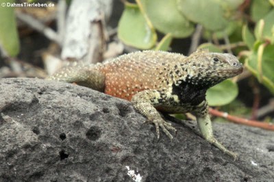 Hood Lava Lizard (Microlophus delanonis) auf Española