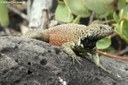 Microlophus delanonis
