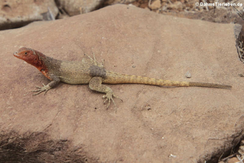 Española lava lizard Microlophus delanonis-3