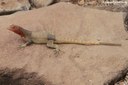 Microlophus delanonis