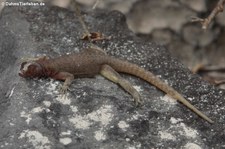 Española lava lizard (Microlophus delanonis) von der Galápagos-Insel Española