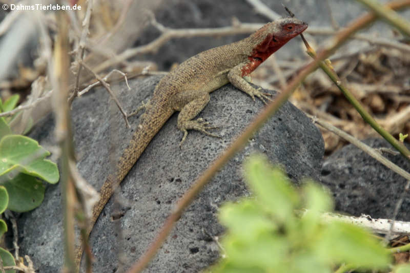 Española lava lizard Microlophus delanonis-6