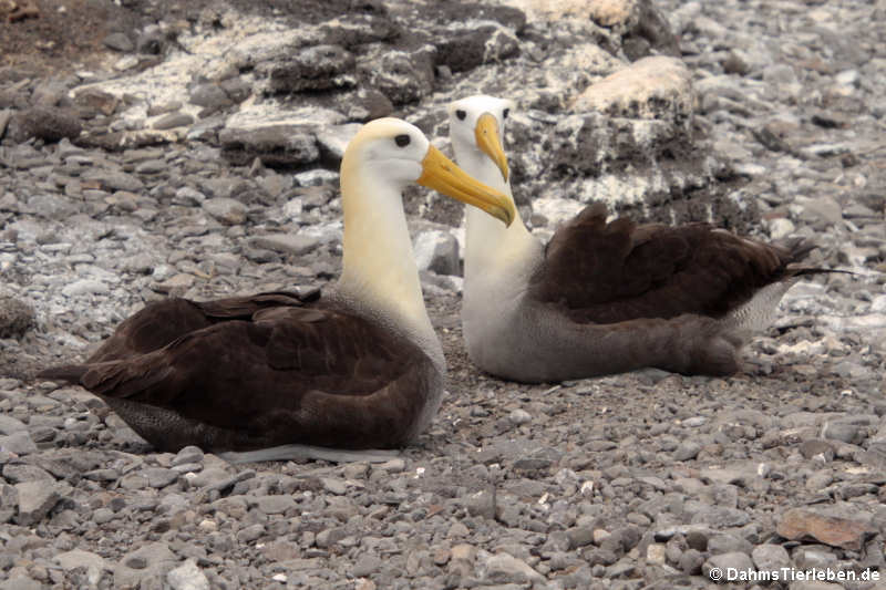 Phoebastria irrorata-1