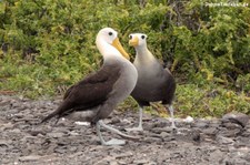 Galapagos-Albatros (Phoebastria irrorata) von der Insel Española, Galápagos, Ecuador