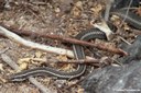 Pseudalsophis hoodensis