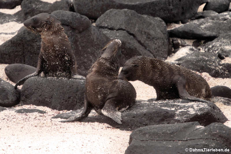 Galápagos-Seelöwen Zalophus wollebaeki-4