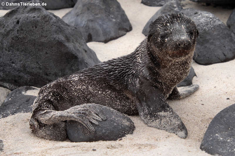 Galápagos-Seelöwe Zalophus wollebaeki-5