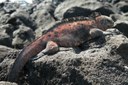 Amblyrhynchus cristatus venustissimus